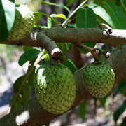 Mountain Soursop Seeds