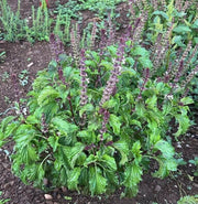 Mrihani Ocimum Basilicum Basil Seeds, Herbal