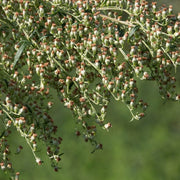 Mugwort Seeds - Herbal Plant For Home Gardens Seeds