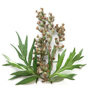 Mugwort Seeds - Herbal Plant For Home Gardens Seeds