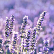 Munstead Lavender Seeds