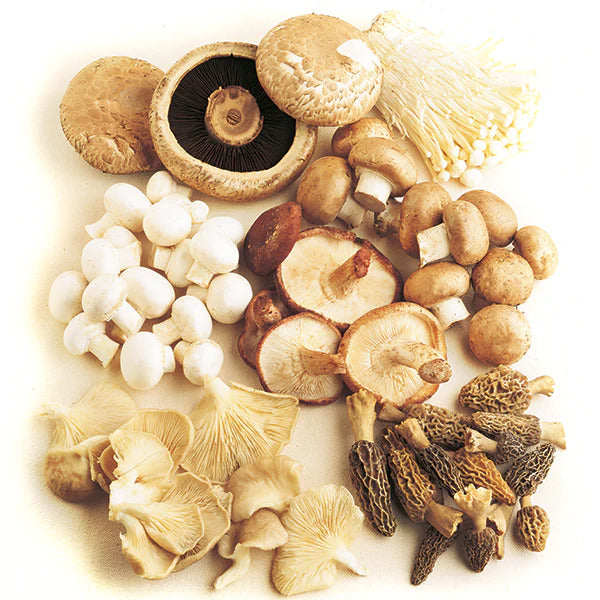 Mixed Mushroom Seeds