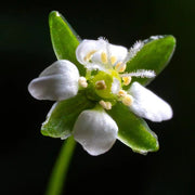 Irish Moss Seeds - Herbal Seeds