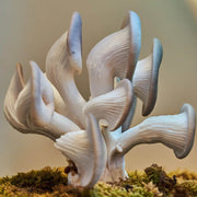Light Gray Mushroom Seeds