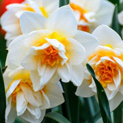 Double Petals Daffodil Narcissus Seeds