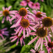 Coneflower Seeds - for Home Gardens Seeds
