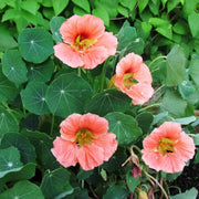 Baby Pink Nasturtium Seeds