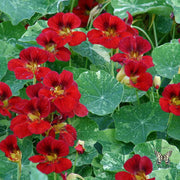 Red Nasturtium Seeds