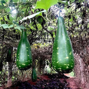 Mottled Bottle Gourd Seeds