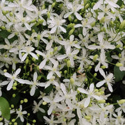 Climbing Vine Clematis Seeds