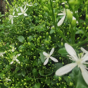 Climbing Vine Clematis Seeds