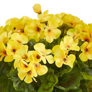 Yellow Golden Geranium Seeds