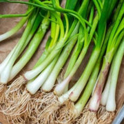 Japanese Long Green Onion Seeds