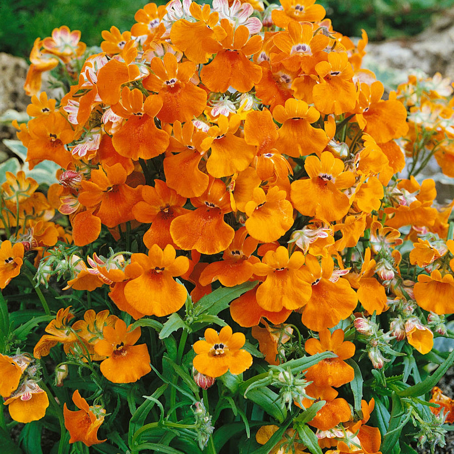 Nemesia Flower Seeds, Nemesia strumosa Flower Seeds