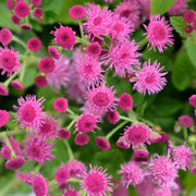 Rose Ageratum Seeds