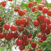 Tomberry Tomato Seeds