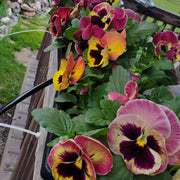 Cottage Essential Pansy Seeds