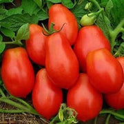 Purple Red Tomato Seeds
