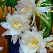 White Epiphyllum Oxypetalum Seeds