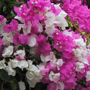Cherry Blossom Bougainvillea Seeds