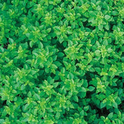 Dwarf Greek Ocimum Basilicum Basil Seeds, Herbal