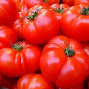Mixed Giant Tomato Seeds