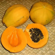 Sweet Papaya Seeds