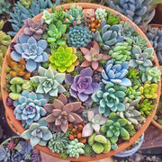 Mixed Succulent Seeds
