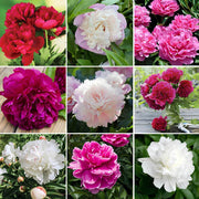 Mixed Colors Peony Seeds