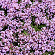 Creeping Thyme Seeds, Herbal