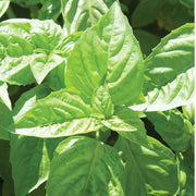 Nufar Ocimum Basilicum Organic Basil Seeds, Herbal