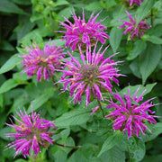 Lemon Bergamot Seeds - Herbal Seeds