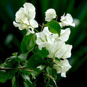 Mauna Kea White Bougainvillea Seeds