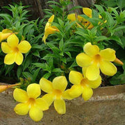 Yellow Allamanda Seeds