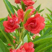 Balsam Camellia Seeds