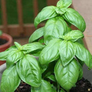 Sweet Genovese Basil Seeds, Herbal