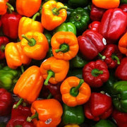 Multi-Colored Pepper Seeds
