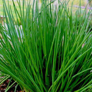 Chive Seeds - Herbal Plant for Home Gardens Seeds