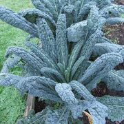 Cavolo Nero Kale Seeds