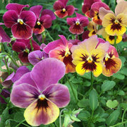 Mixed Perennial Wildflower Pansy Seeds