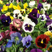 Schweizer Riesen Mix Pansy Seeds