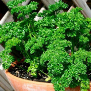 Green Parsley Seeds, Herbal