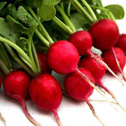 Red Mix Radish Seeds