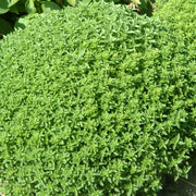 Bush Ocimum Basilicum Basil Seeds, Herbal