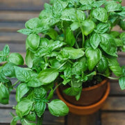Genovese Ocimum Basilicum Basil Seeds, Herbal