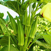 Okra Seeds - Vegetable For Home Gardens Seeds