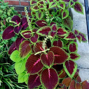 Green Brown Coleus Seeds
