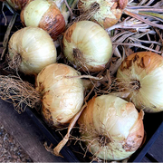 Borettana Cipollini Onion Seeds