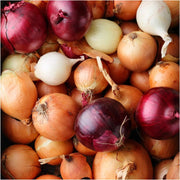 Mix Onion Seeds