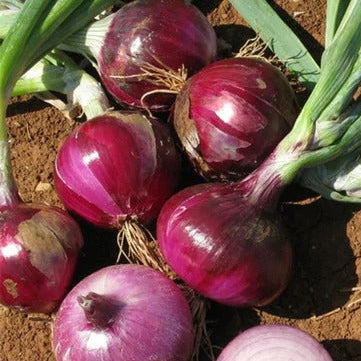Red Burgundy Onion Seeds